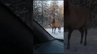 Прям КРАСАВЕЦ Такой )