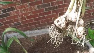 Garlic Harvest 2015