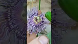 опыление пассифлоры