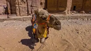 Surrounded by Camels  -  4K 360° VR