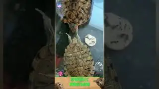 приколы с животными , смешные моменты , коты и собаки  , смех до слез 