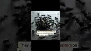 part 3 #cancercure #cure #cancer #treatment #ants #animals