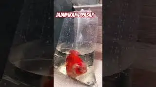 Jajan #ikanhias #ikankoki #ikansultan #aquarium #megatank