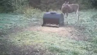 Wild boar feeder