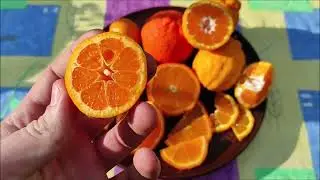 Декопон (Dekopon, citrus Sumo) / Тангор Ортанік | A65 (Tangor Ortanique  | A65) . Harvest 2022.