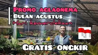 Promo Aglaonema Bulan Agustus Wa : 081297193935