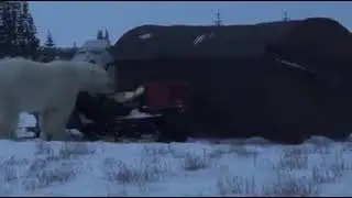 Polar Bear trying to take a snowmobile out for a ride