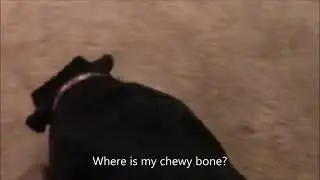 Kenzie Gets Her Chewy Bone Back
