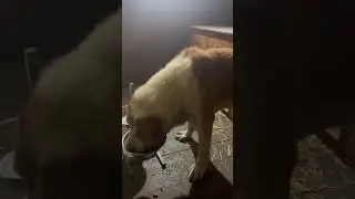 Алабай Бархан/Папин лев трапезничает
