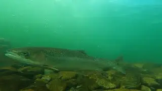 Illegal Steelhead Fishing in the Chilliwack river