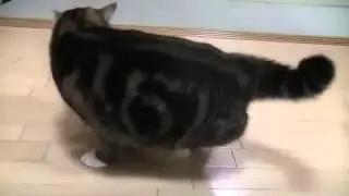 Кот фанат коробок