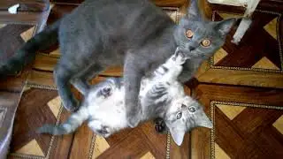 Кошка ЛЮБИТ своих котят. Самое милое видео для настроения.