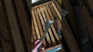 Стамеска пчеловода