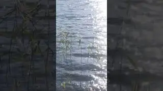 Солнечный день на озере 