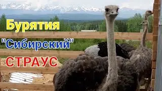 Страусиная ферма в Аршане