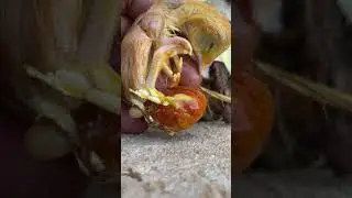 25 రోజుల తరువాత గుడ్డు లో కోడిపిల్ల..!#chicken #viralvideo #babychicks