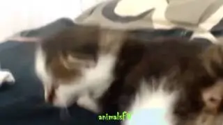 funny animals