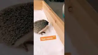 МИЛЫЙ ЕЖИК