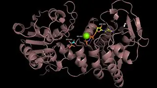 Phosphoglycerate Kinase