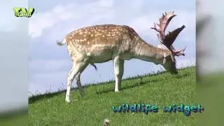 Damhert - Fallow Deer - Dama dama