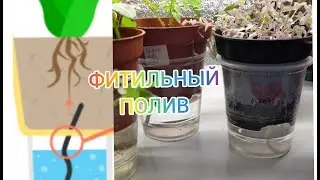 Фитильный полив. Спасаю цветы. Плюсы и минусы.