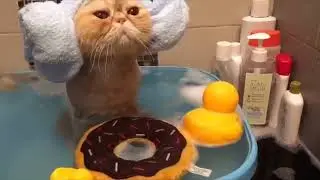 Just a Cat having a bath, no big deal. (NOT MY VIDEO)