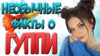 Гуппи с птичьего рынка, самые красивые рыбки в аквариуме!
