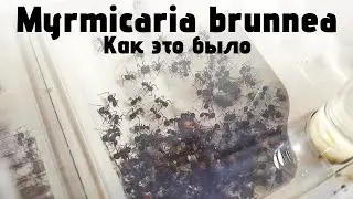 MYRMICARIA BRUNNEA. Муравьи УБИЙЦЫ