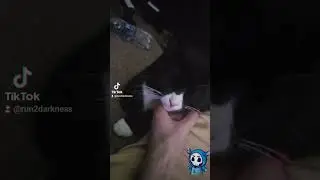enjoy the kitty... and I am slowly recovering #tired #kitty #cat #stitch #reaper #Audhd #hydrate boo