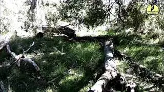 foto trampeo liebre y gallineta