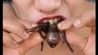 【閲覧注意】タランチュラ 踊り食い 