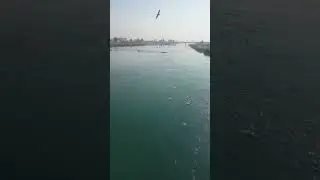 من على جسر الموصل  القديم والنوارس 🕊🕊🕊