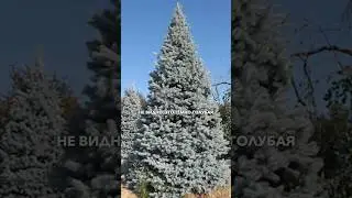 Саженцы голубой ели ГЛАУКА 