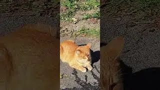 Ferral cats fixed by Ninth Life Rescue