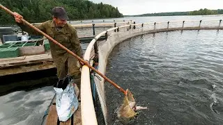 Пертозеро, часть 2. Форелевая ферма. Вожегодский район