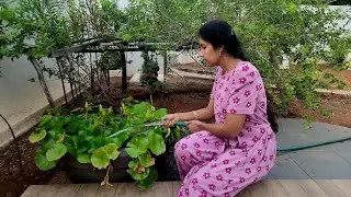 Minivlog#15 |   எனது மாலை நேர வேலைகள் |