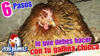 Qué hacer si tienes una Gallina Clueca (MUY BIEN EXPLICADO) 6 pasos que debes tener en cuenta