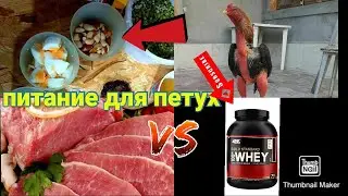 Питание для петуха xo'roz uchun ovqat