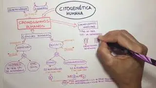 Citogenética Humana