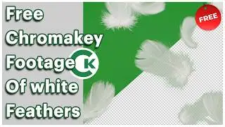 Free White Feather Green Screen Footage | Chroma Key Feather Video