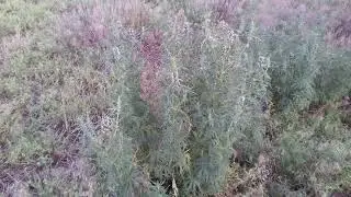 пустырник Гутор Галина