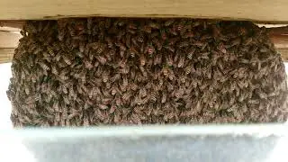 #1st Time in India ,Observation Honey bee Hive (Apis Florea) at my Terrace Garden. #AdoptedHive.