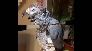 Попугай Гриша на все лады