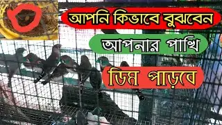 ফিঞ্চ পাখির ডিম পাড়ার লক্ষন || আপনার ফিঞ্চ পাখি ডিম দিবে কিভাবে বুঝবেন ||
