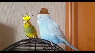Пара говорящих попугаев || жена капает мужу на мозги :) Прикол