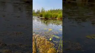 Кувшинка четырехгранная - Nymphaea tetragon 🪷 #waterlily #природа #nymphaea #yakutia
