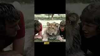 The Lion Who Never Forgot: A Heartwarming Reunion