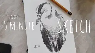 5 minute sketch - great blue heron - real time, ASMR