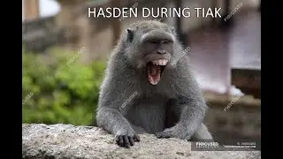 hasden insult whole team for 20 minutes straight
