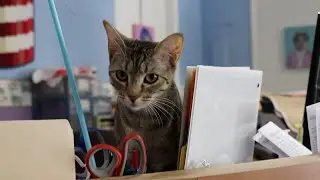 Adoptable kittens, cats available at humane society
